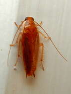 Image of Small Yellow Texas Cockroach