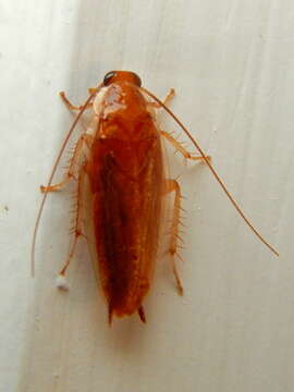 Image of Small Yellow Texas Cockroach