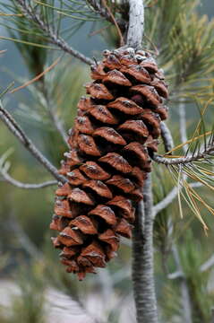 Image of Nelson Pinyon Pine