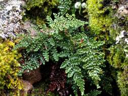 Image of coastal lipfern