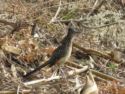 Image of Lesser Roadrunner