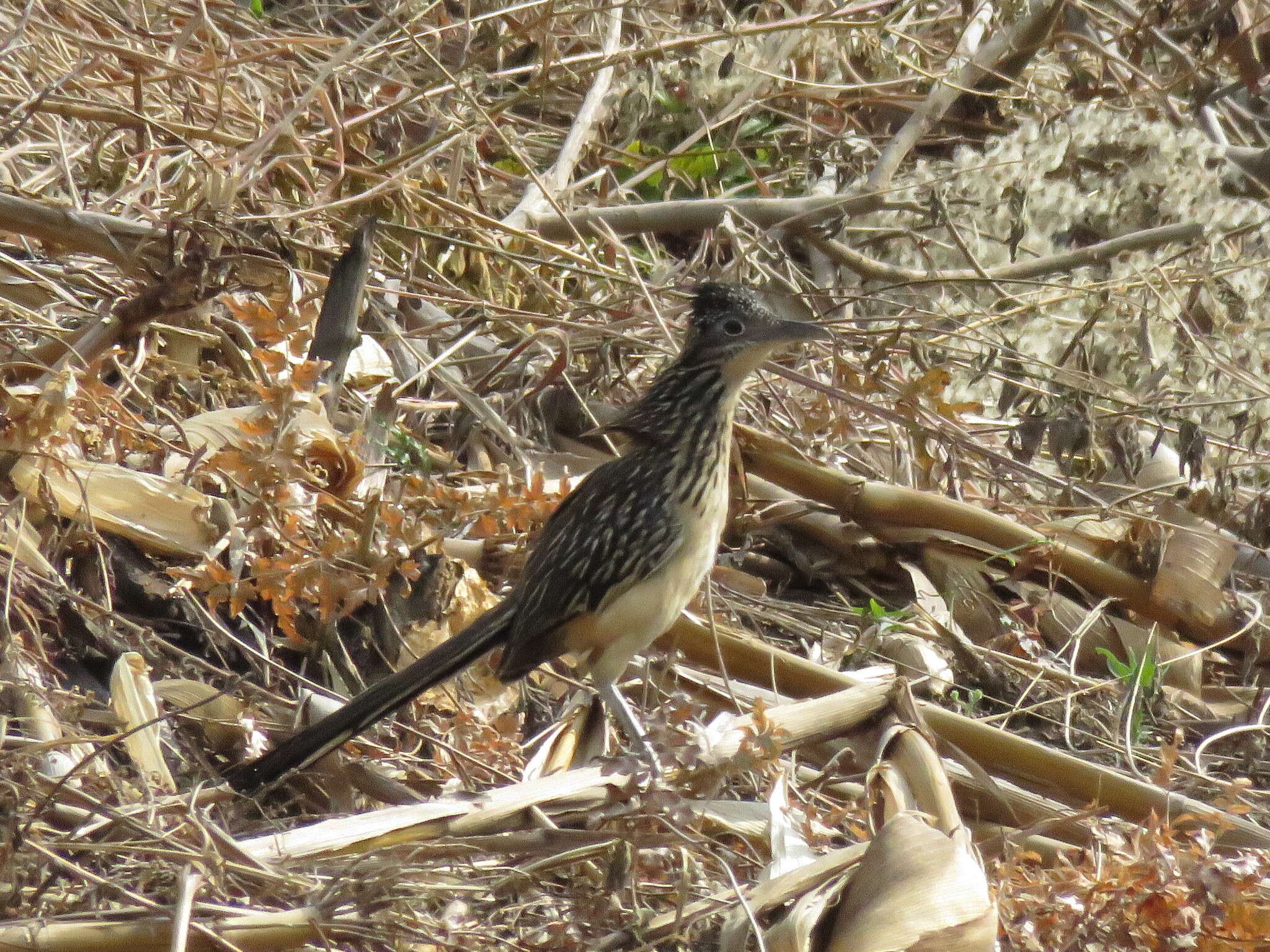 Image of Lesser Roadrunner