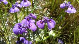 Image of Utricularia beaugleholei R. J. Gassin