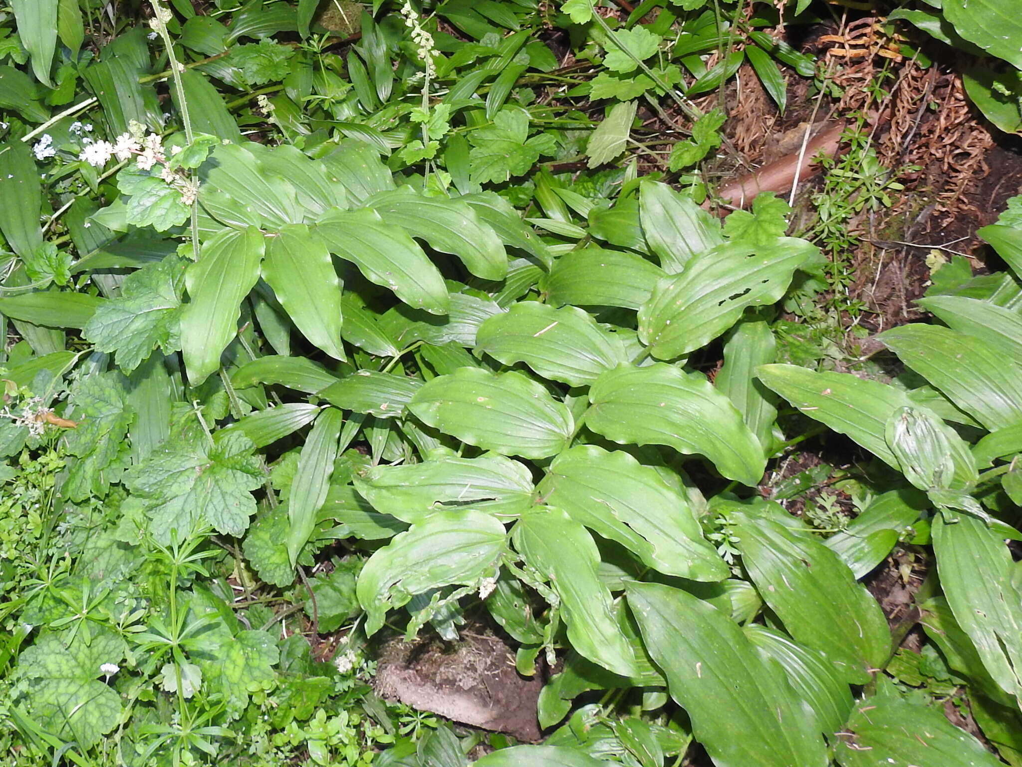 Image of feathery false lily of the valley