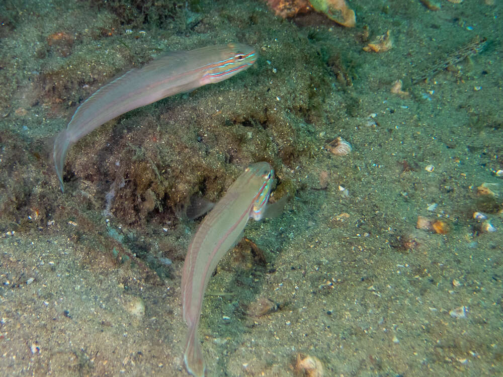 Image of Immaculate goby