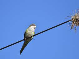 Image of Gray-hooded Parakeet