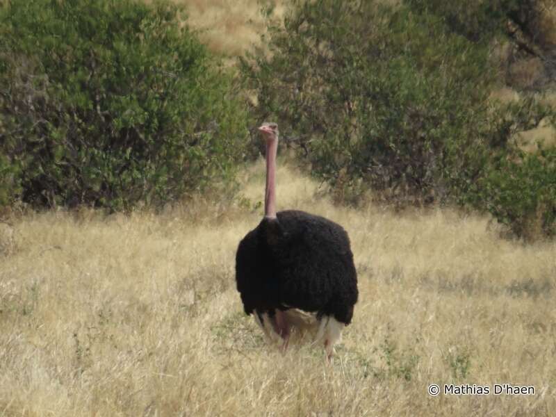 Image of ostriches