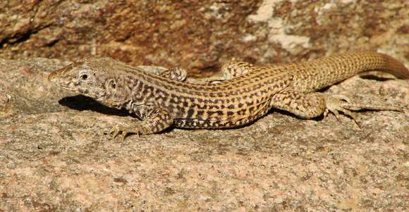 Image of Aspidoscelis tigris septentrionalis (Burger 1950)