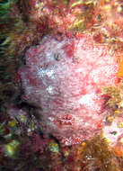Image of redbrown leathery doris