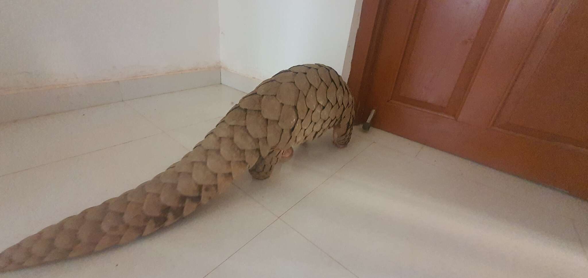 Image of Indian Pangolin