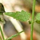 Image of Scutellaria platensis Speg.