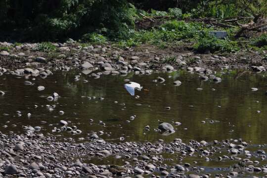 Image of Egretta thula thula (Molina 1782)