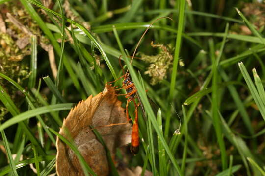 Enicospilus combustus (Gravenhorst 1829)的圖片