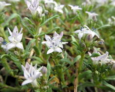 Image of Pygmy Bluet