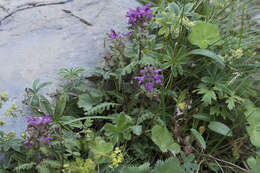 Imagem de Pedicularis verticillata L.