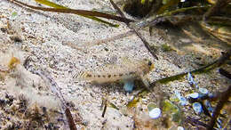 Image of Slender Goby