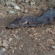 Image of Spiny-necked Water Monitor
