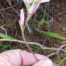 Image of Geissorhiza imbricata subsp. bicolor (N. E. Br.) Goldblatt