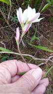 Image of Geissorhiza imbricata subsp. bicolor (N. E. Br.) Goldblatt