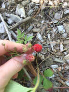 Image of woodland strawberry