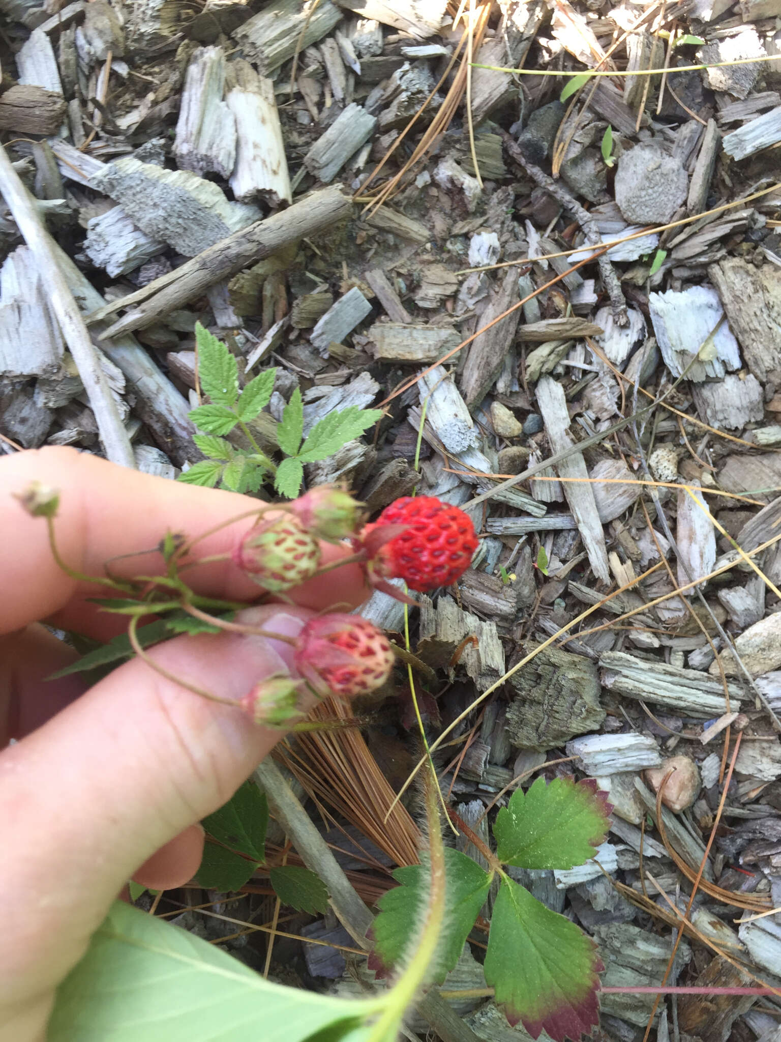 Image of woodland strawberry