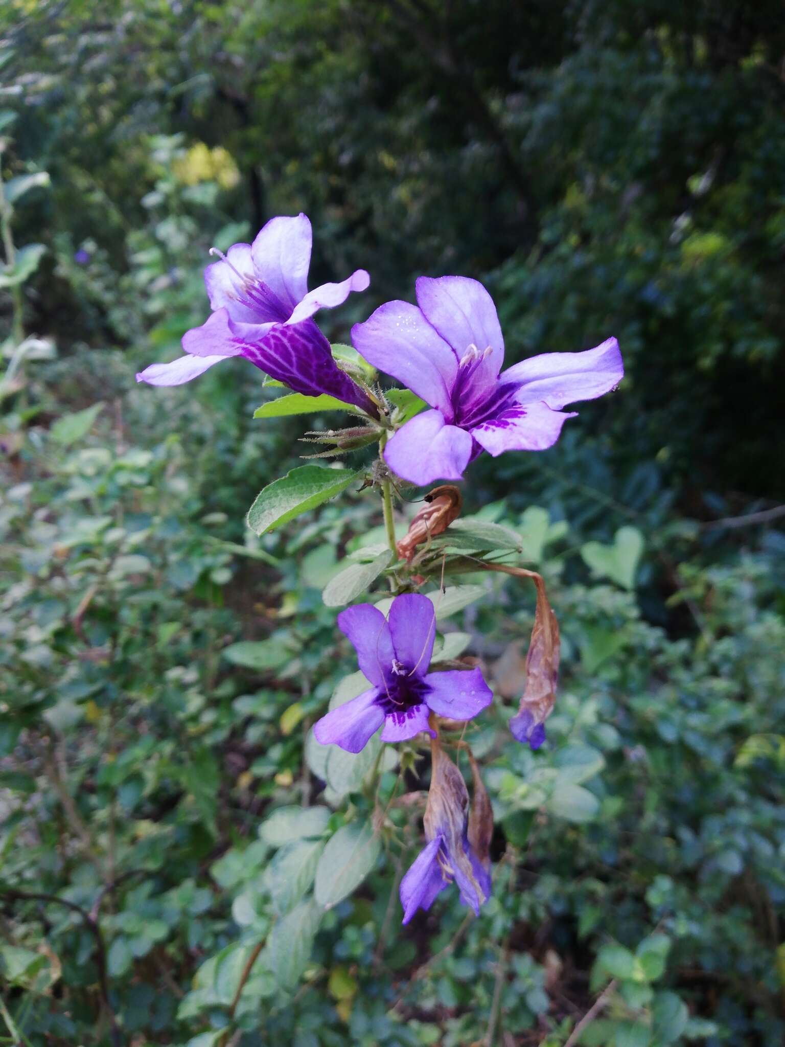 Dyschoriste thunbergiiflora (S. Moore) Lindau的圖片