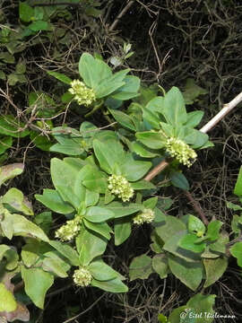 Image of Ercilla spicata (Bertero) Moq.