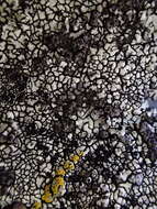 Image of California mountain lichen