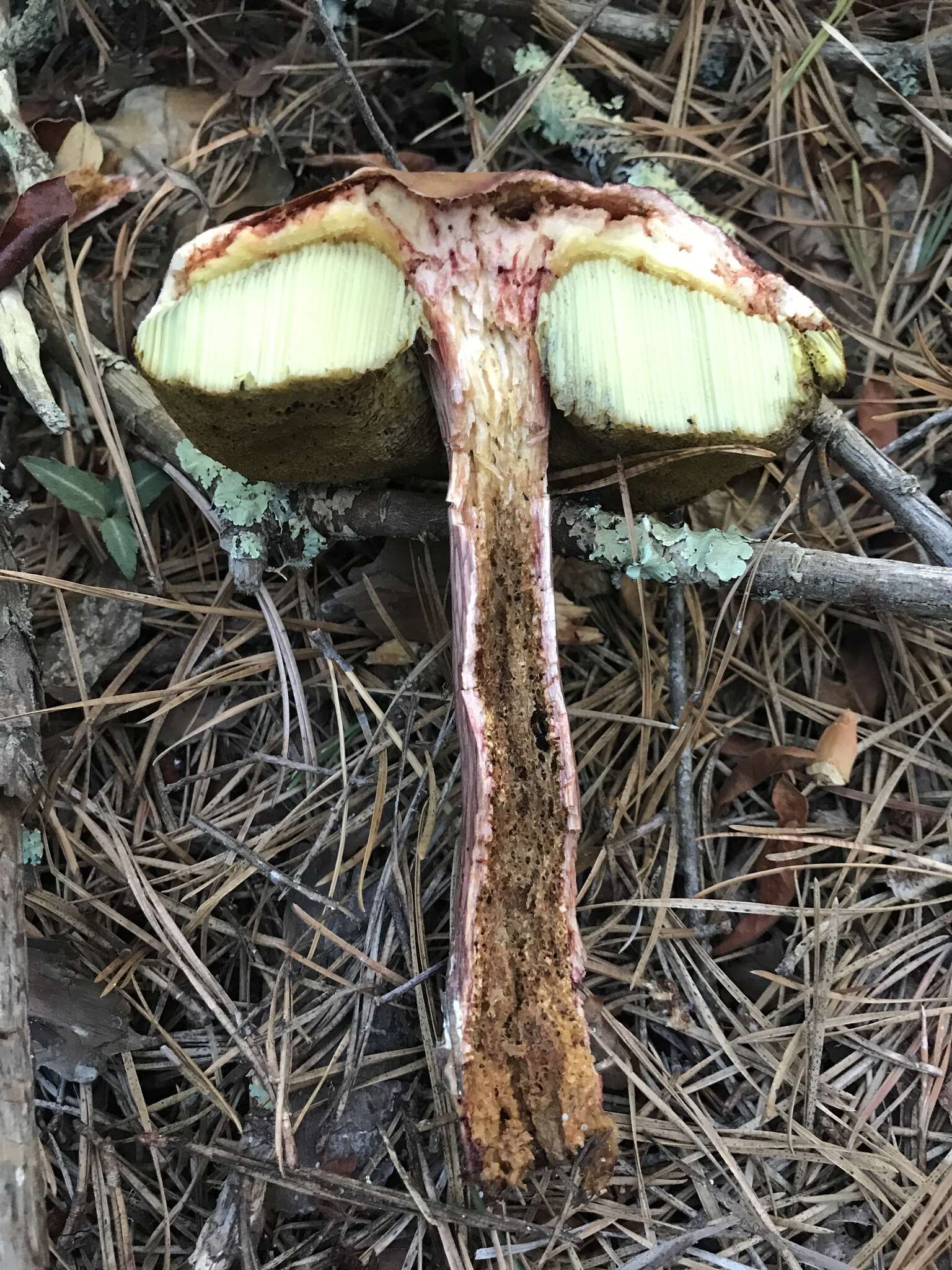 Image of Aureoboletus projectellus (Murrill) Halling 2015