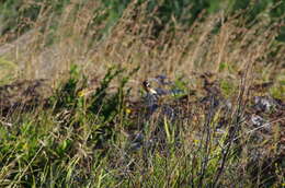 Image of African Stonechat