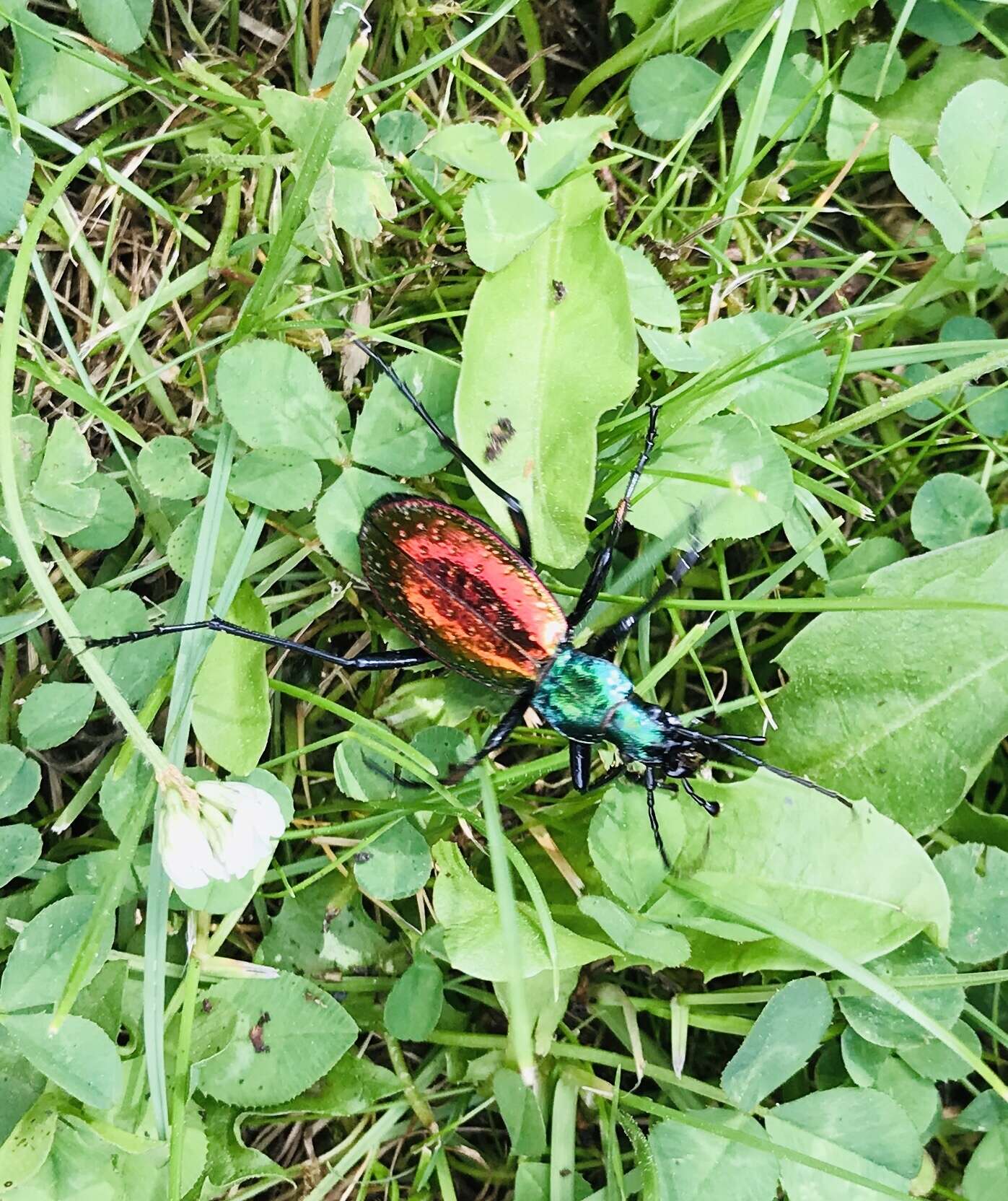 Image of Carabus (Chrysocarabus) rutilans Dejean 1826