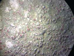 Image de Lecanora subimmergens Vain.