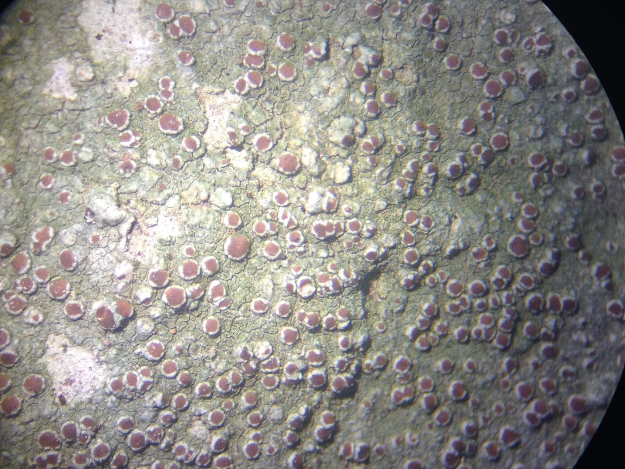 Image of rim lichen