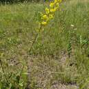 Image of showy goldenrod