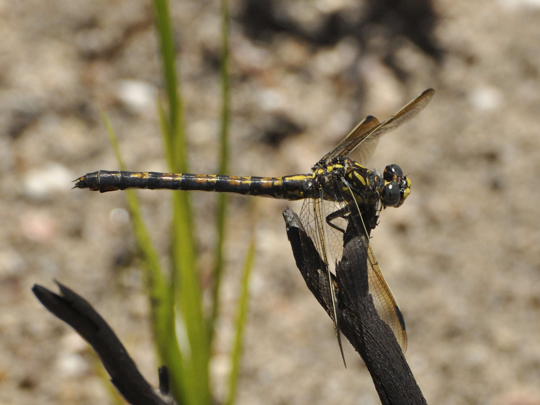 صورة Paragomphus cognatus (Rambur 1842)