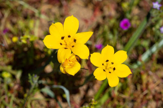 Image of Sisyrinchium graminifolium Lindl.