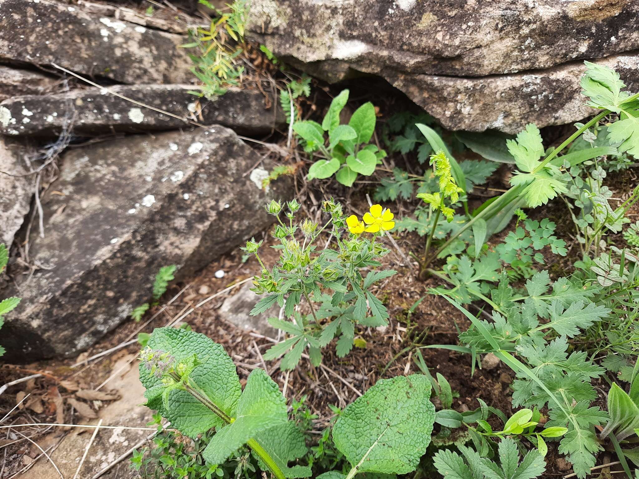 Image of Potentilla divaricata DC.