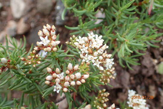 Image of Crassula sarcocaulis subsp. rupicola Tölken