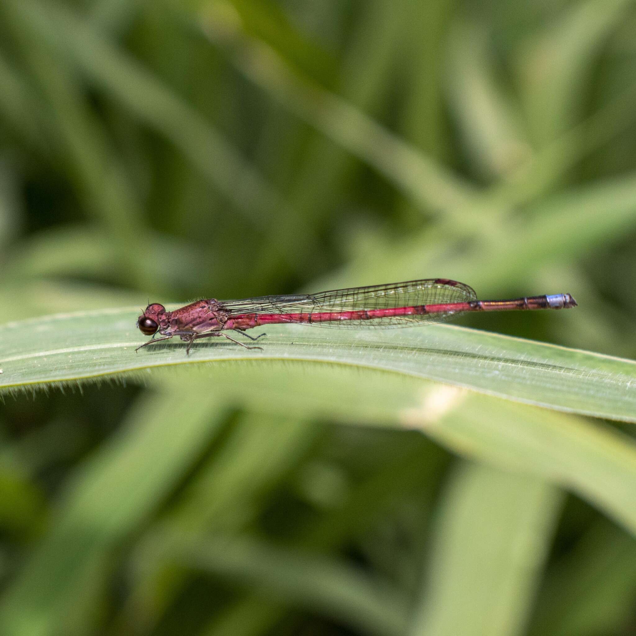 Image of Oxyagrion terminale Selys 1876