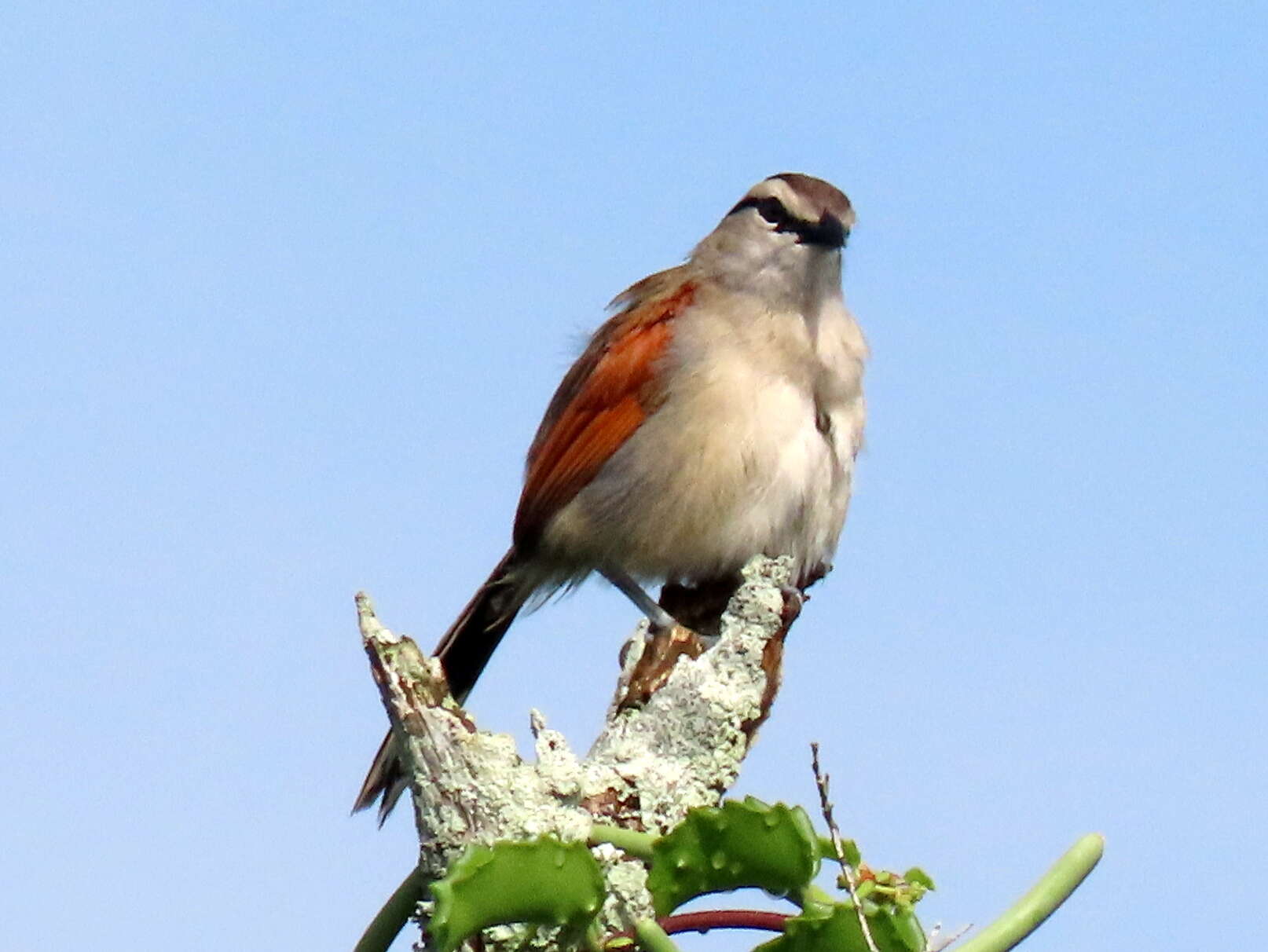 Tchagra australis australis (Smith & A 1836)的圖片