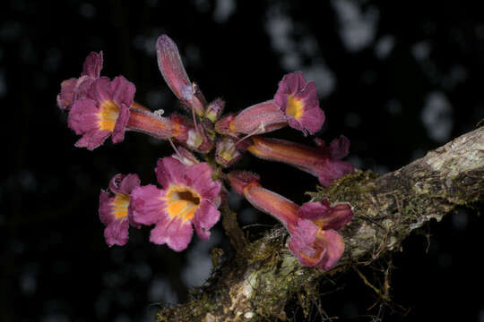 Imagem de Colea fusca H. Perrier