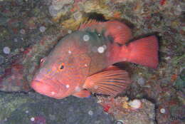 Image of Freckled Rock-cod