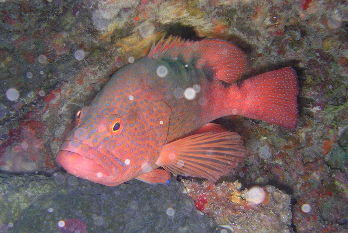 Cephalopholis sexmaculata (Rüppell 1830) resmi