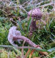 Plancia ëd Squamanita pearsonii Bas 1965