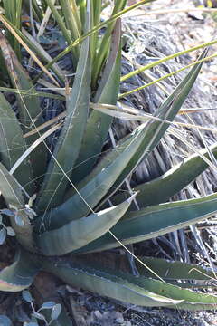 Agave glomeruliflora (Engelm.) A. Berger的圖片