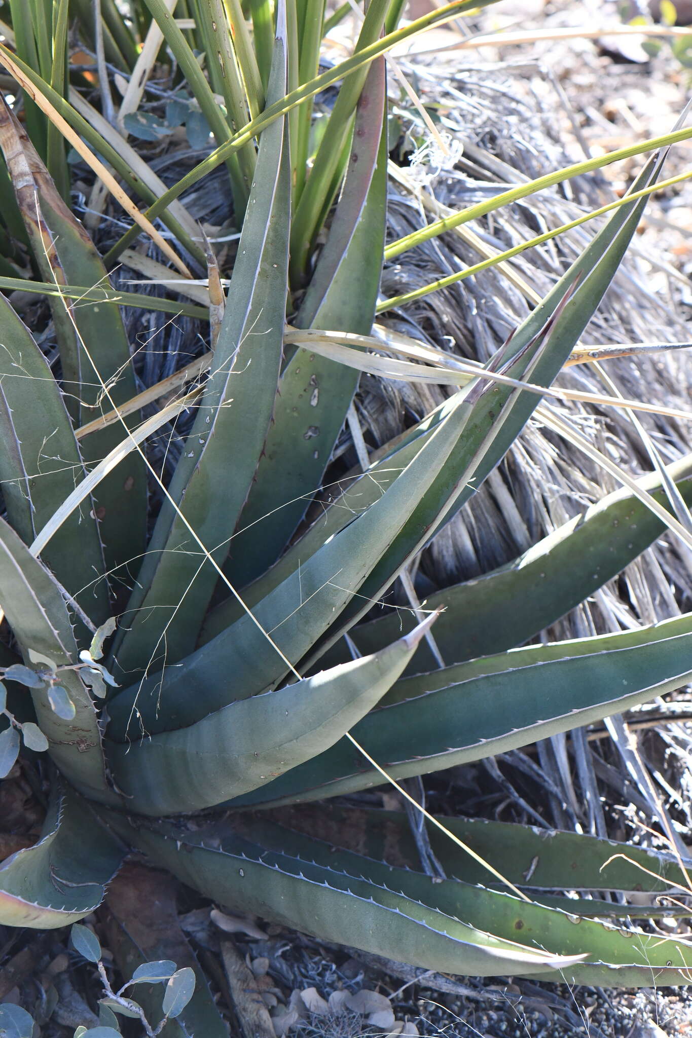 Слика од Agave glomeruliflora (Engelm.) A. Berger