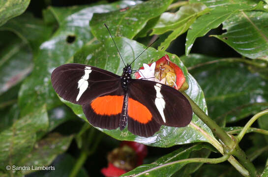 Image of Heliconius clysonymus montanus Salvin 1871