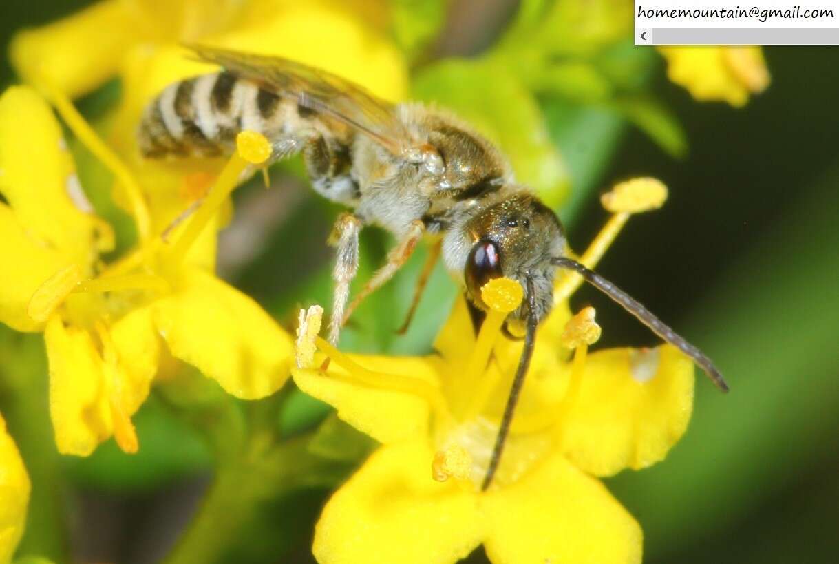 Image of Halictus aerarius Smith 1873