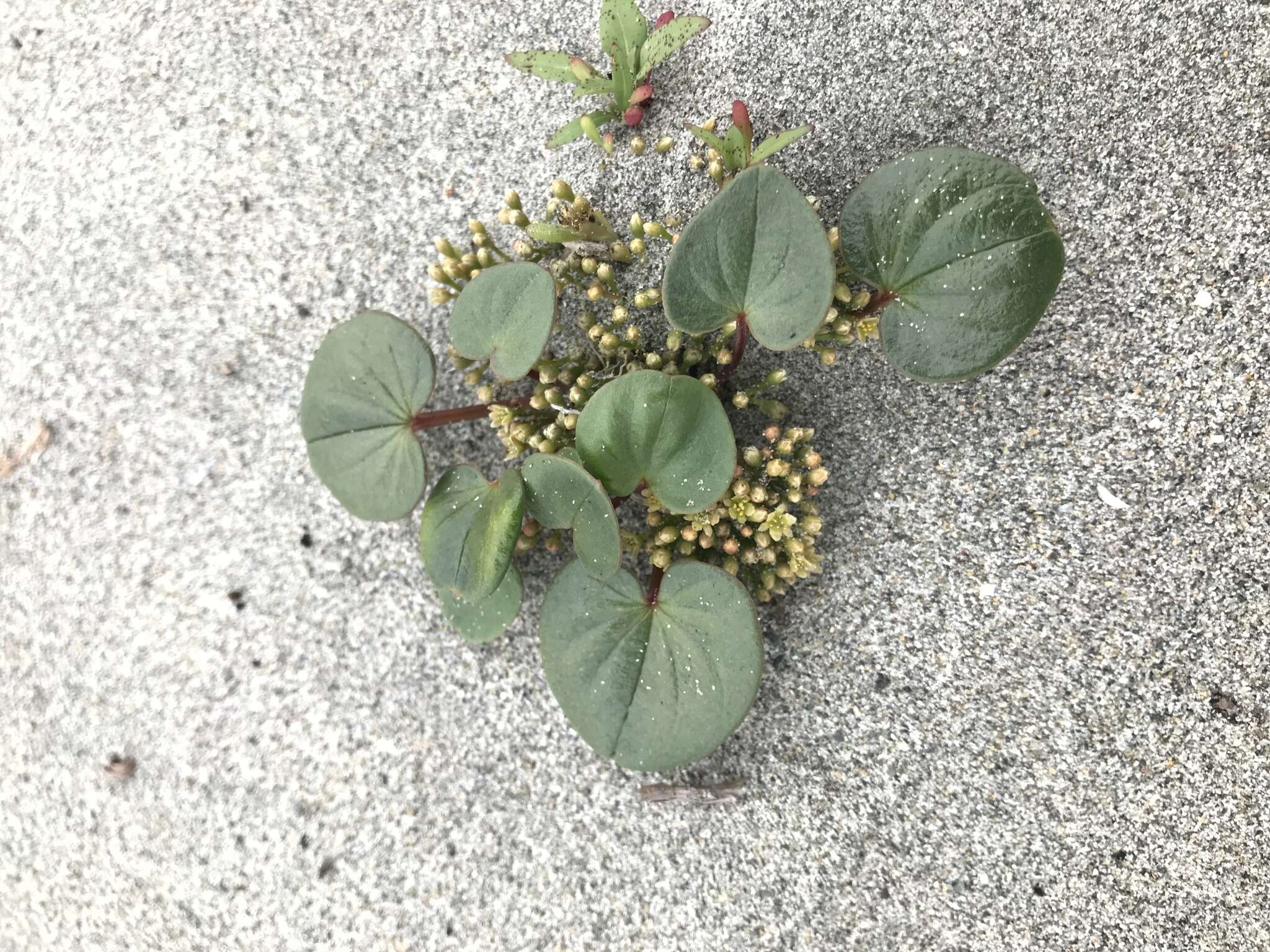 Image of Dioscorea fastigiata Gay