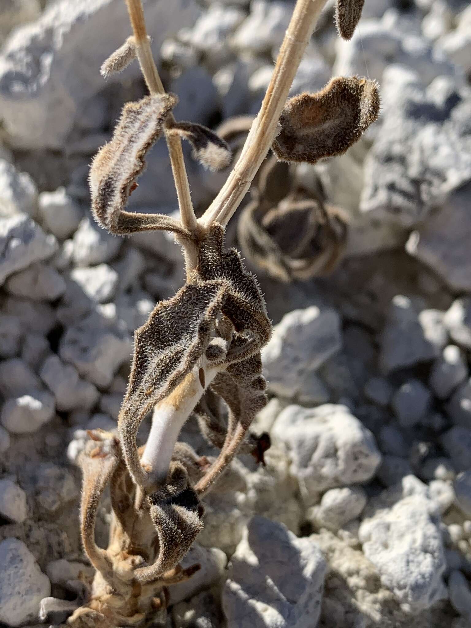 Image of Tiehm's blazing star